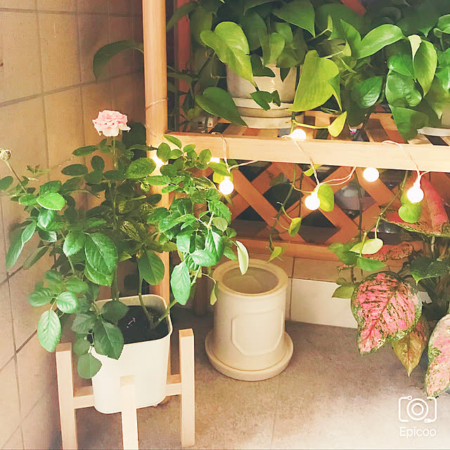 liujing525さんの実例写真