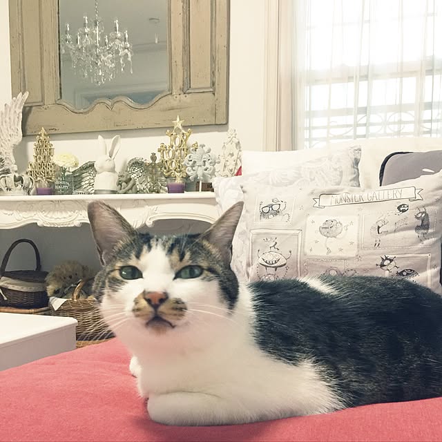 yuchiさんの実例写真