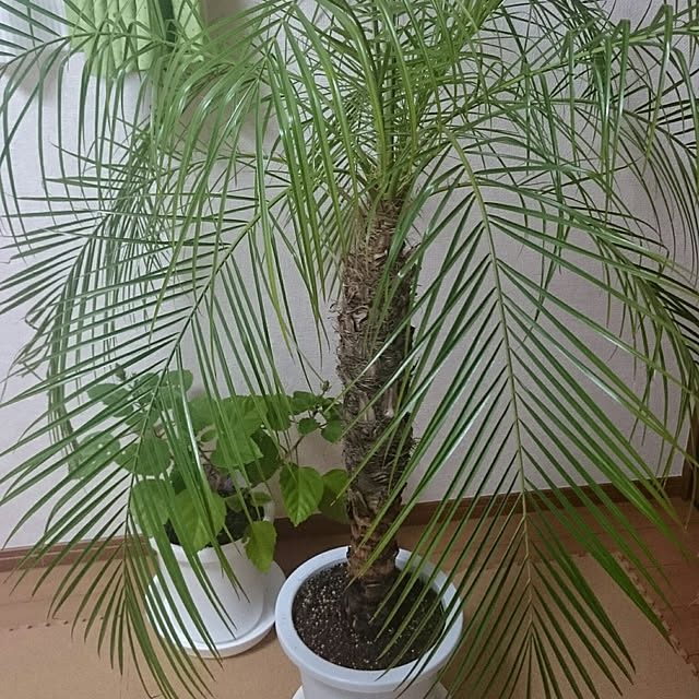 hideさんの実例写真