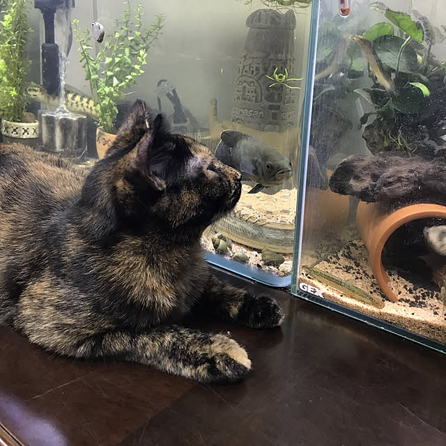 tornadeさんの実例写真