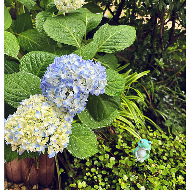 CoCo0617さんの実例写真