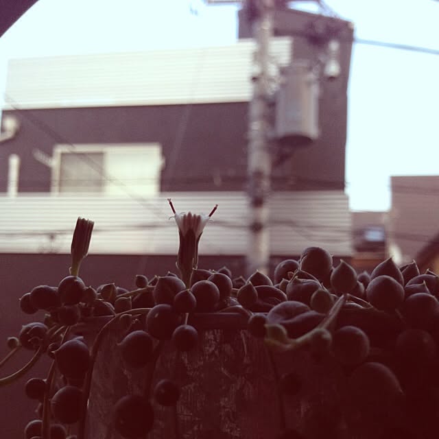 yufi25さんの実例写真