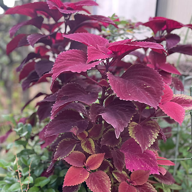 buchiさんの部屋
