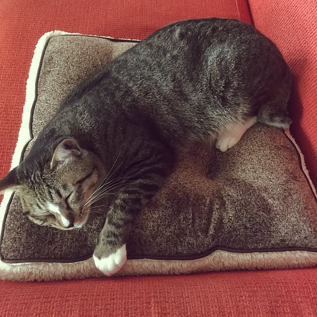 tsukiyuzuさんの実例写真