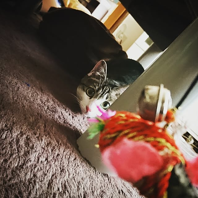 kiraさんの実例写真