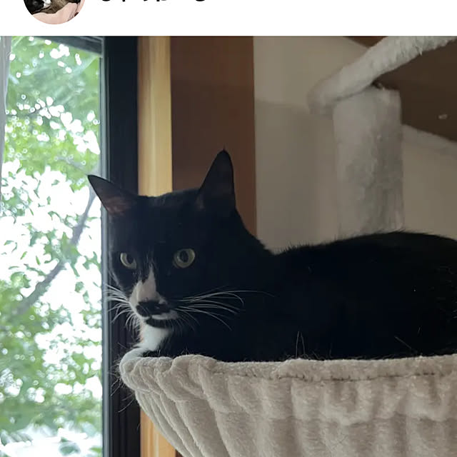 chatnoirさんの実例写真