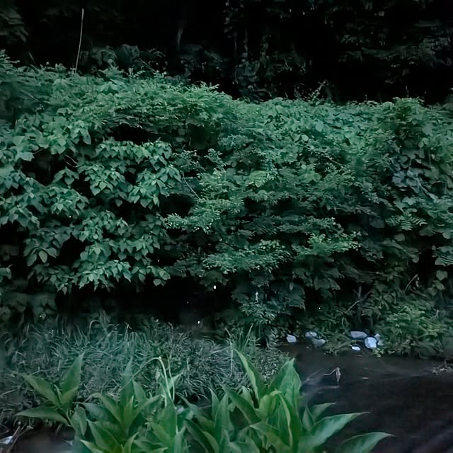 asaさんの実例写真