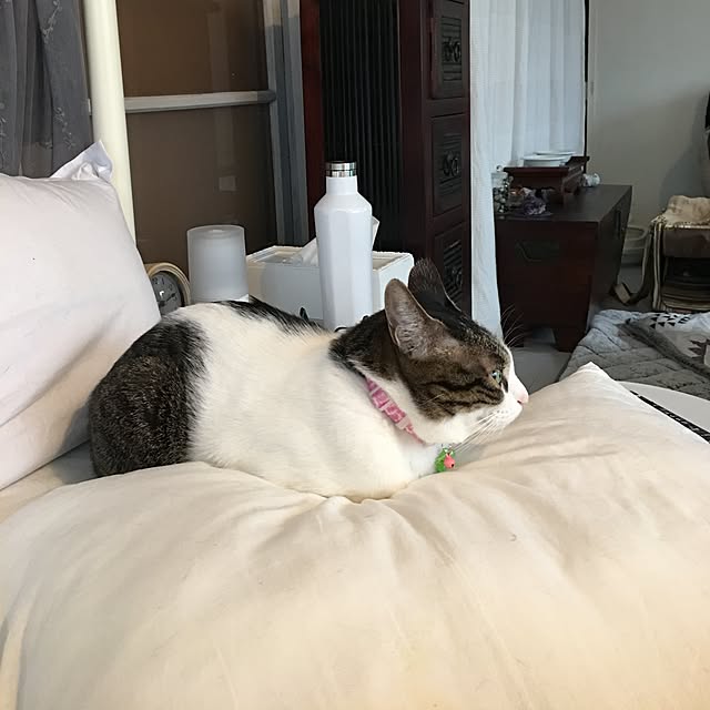Shihoさんの実例写真