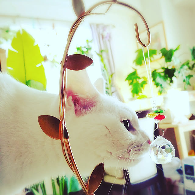keikomokonさんの実例写真