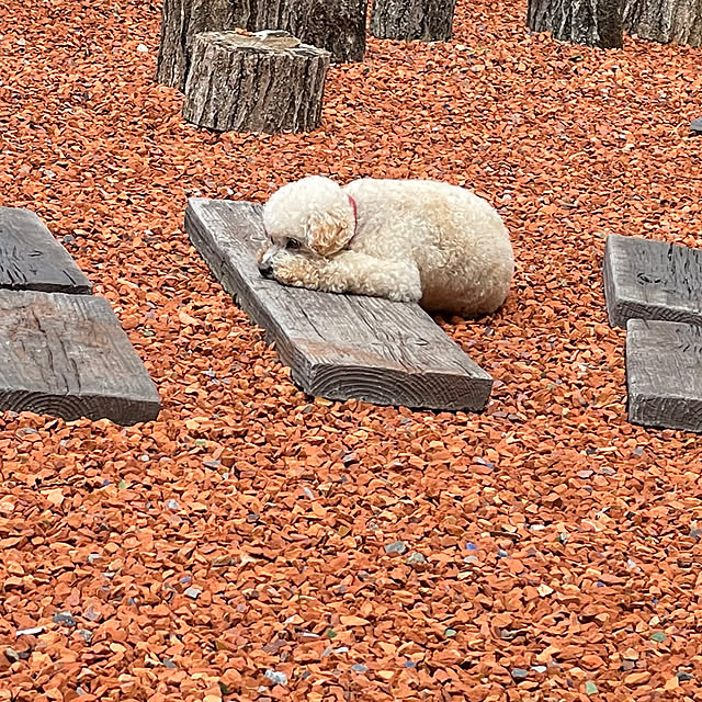 nekosamaさんの部屋