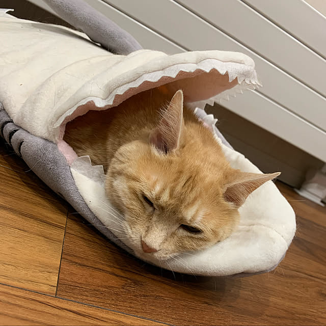 mikeume7さんの実例写真