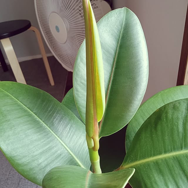 ruantaiさんの部屋