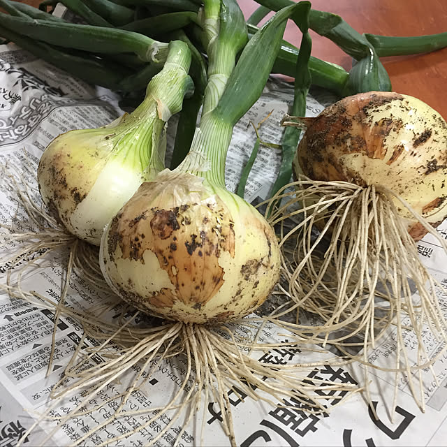 buchiさんの実例写真