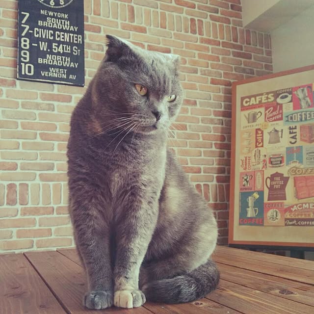 daiさんの実例写真