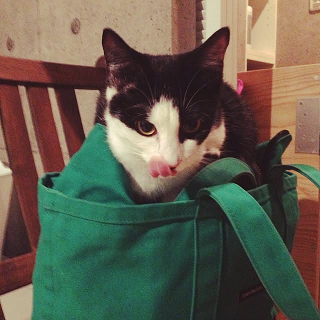 ziziguguさんの実例写真