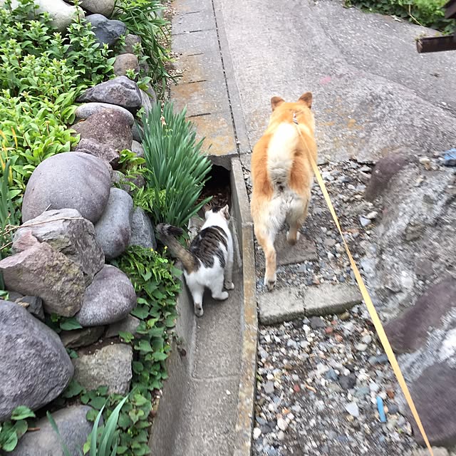 yocchiさんの実例写真