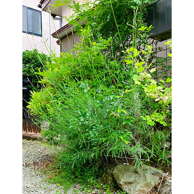 akanekoさんの部屋