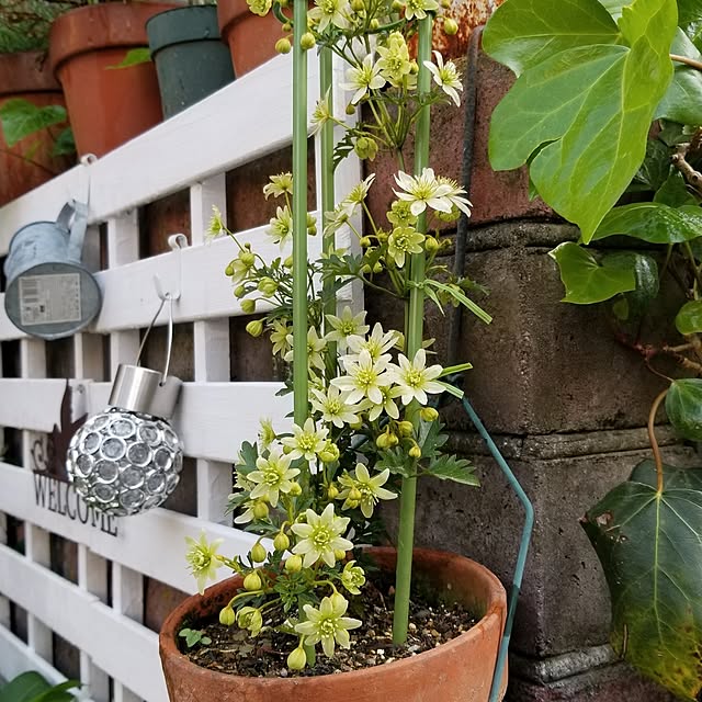 midoriさんの部屋