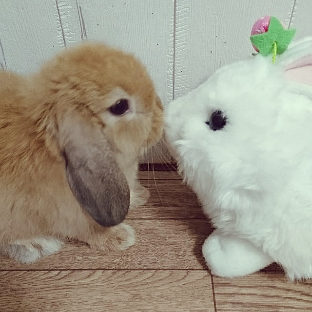 ruruさんの実例写真
