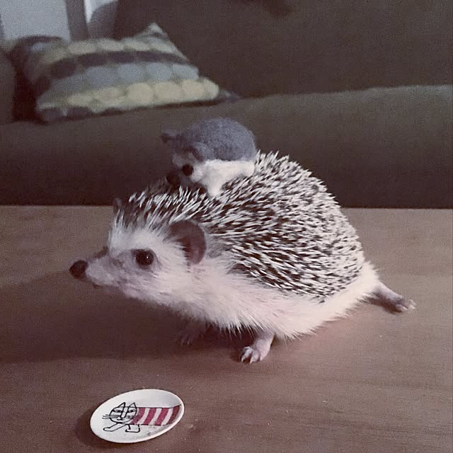 saokoさんの実例写真