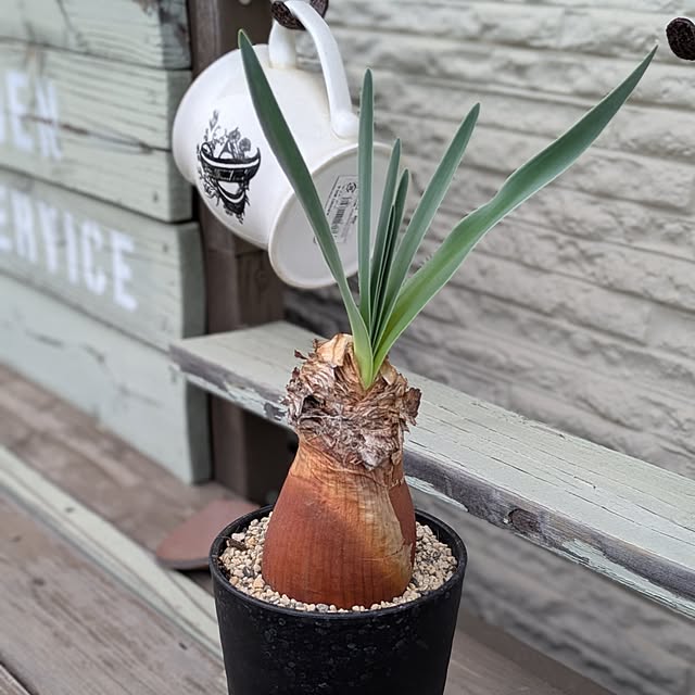 ot-gardenさんの部屋