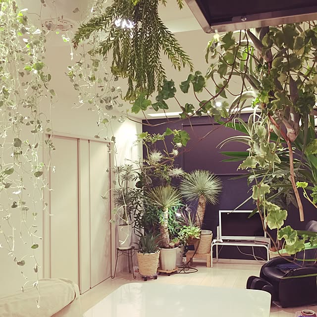 seika73さんの実例写真