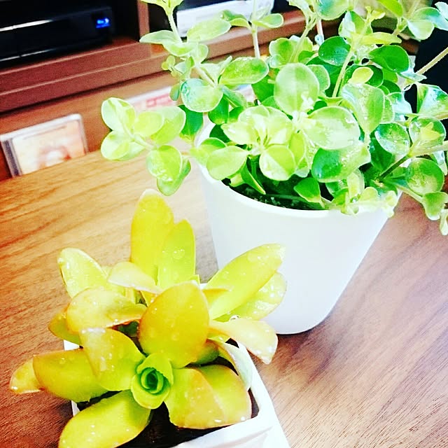 Junkoさんの実例写真