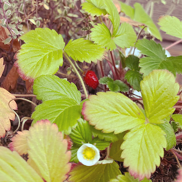 moainanoさんの実例写真