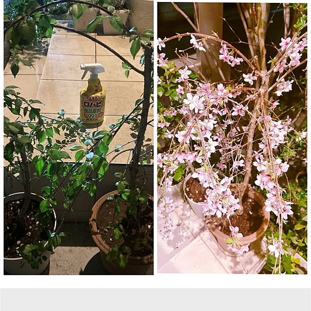 chisaさんの実例写真