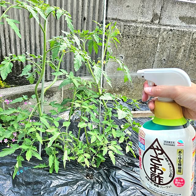 RAMIEさんの実例写真