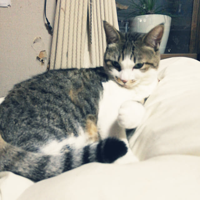 SYOUGUNさんの実例写真