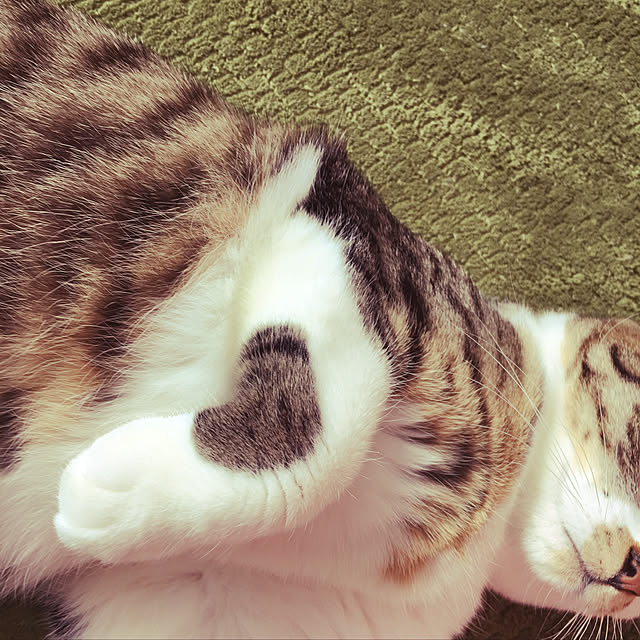 fukukoさんの実例写真
