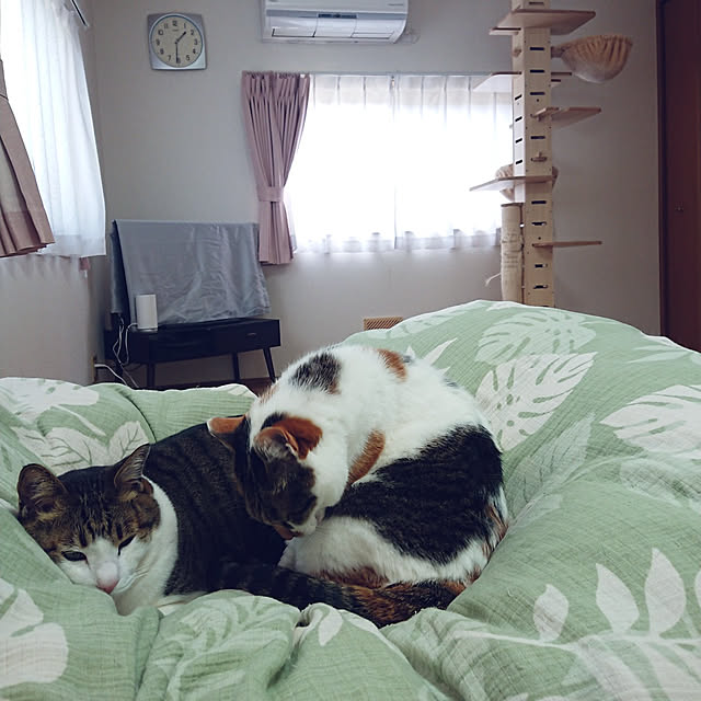 nachiさんの実例写真