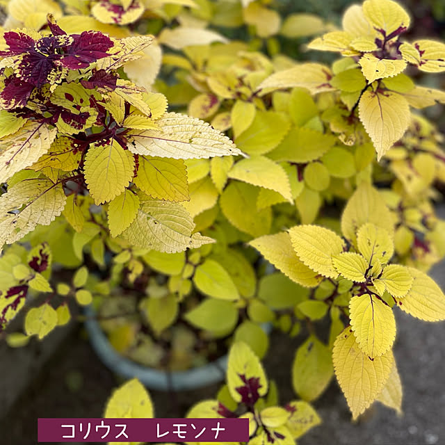 buchiさんの実例写真