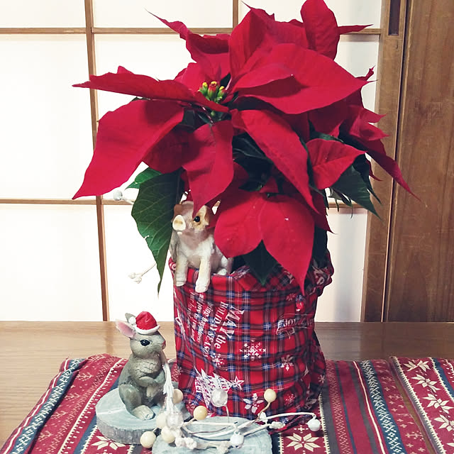 机/クリスマス/セリア/ポインセチア/フィギュア...などのインテリア実例 - 2018-12-01 09:51:33