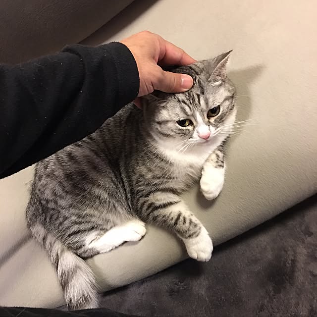 Shojiさんの実例写真
