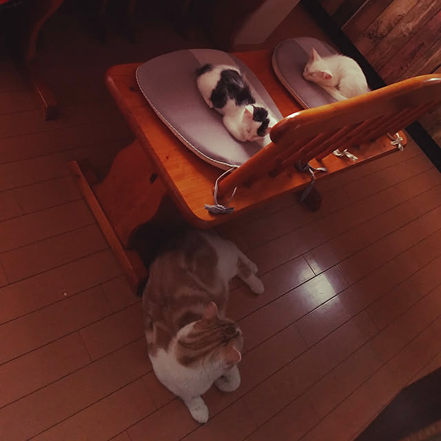 kikufujiさんの実例写真