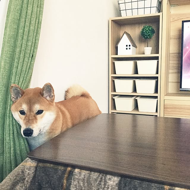 araibaさんの実例写真