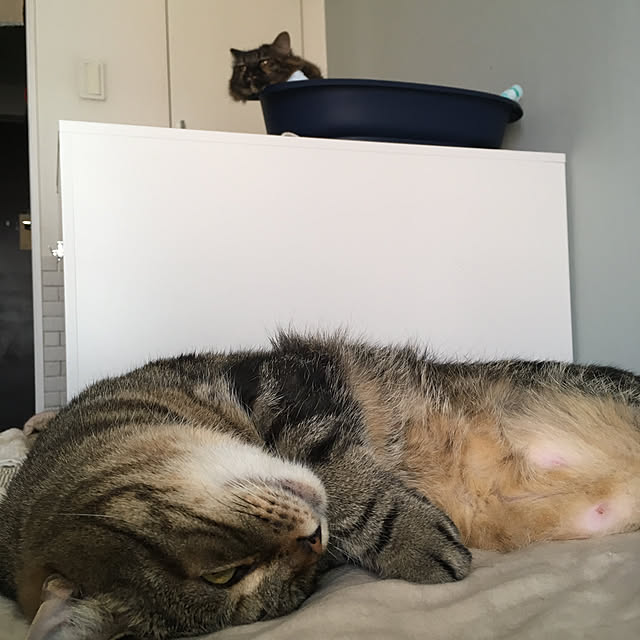 mikomaruさんの実例写真