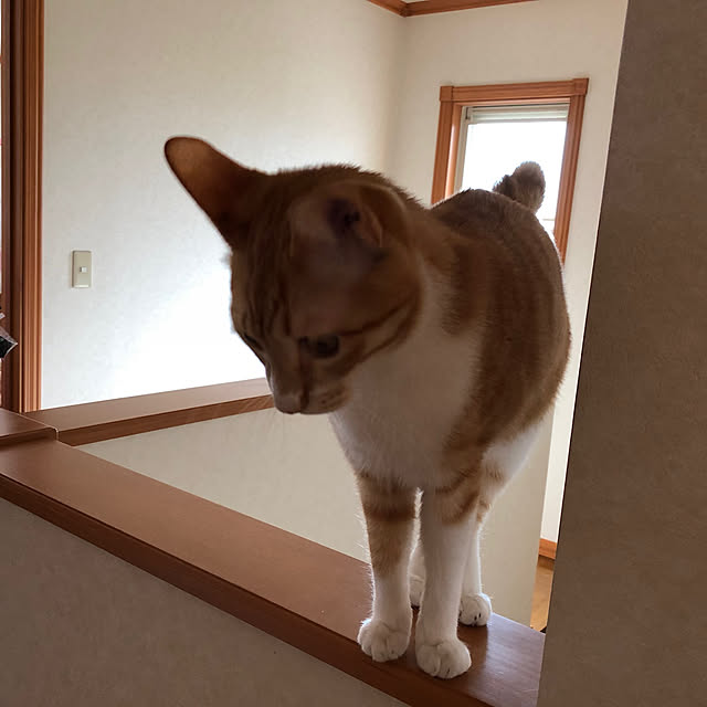 cafe_yoshiさんの実例写真