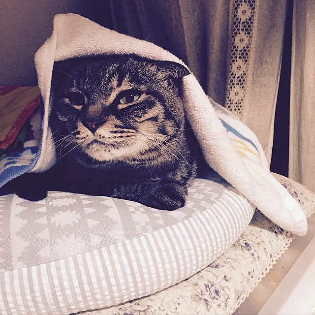 yawatakomachiさんの実例写真