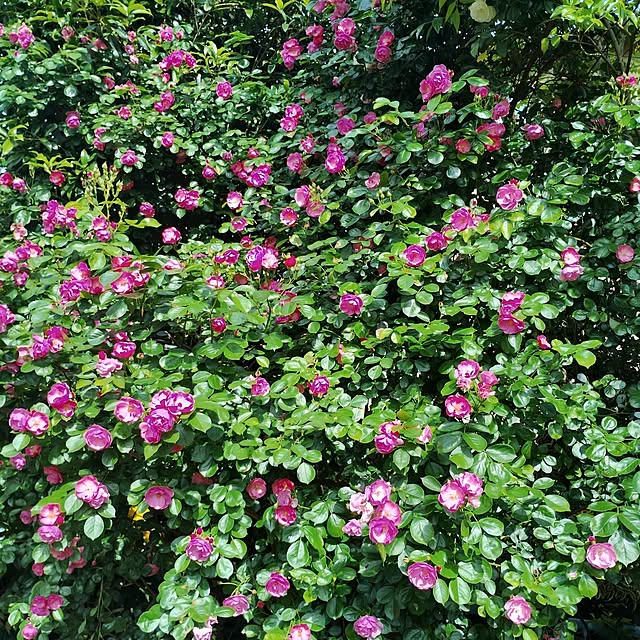 rosemaryさんの部屋