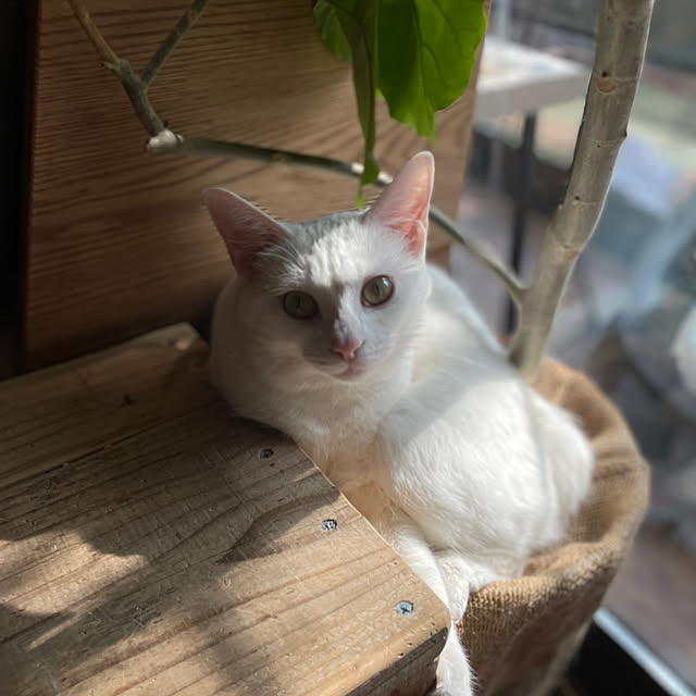 Yukinekoさんの部屋