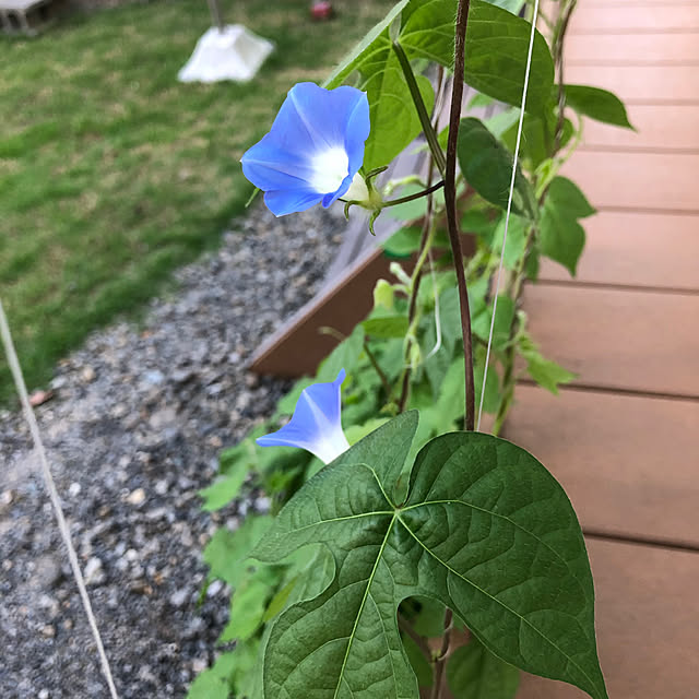 azureさんの実例写真