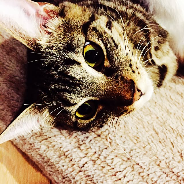 minkokoさんの実例写真