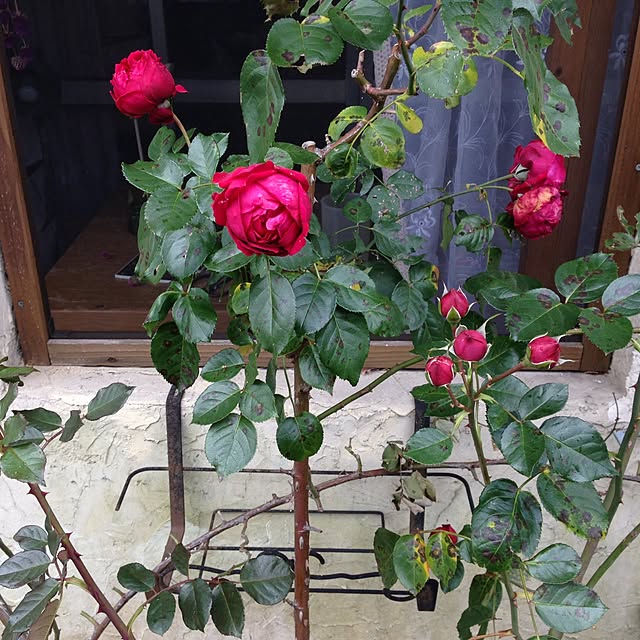 popoさんの実例写真