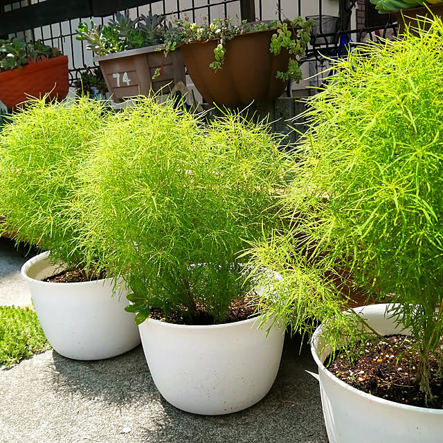 VERANDARJUNさんの実例写真
