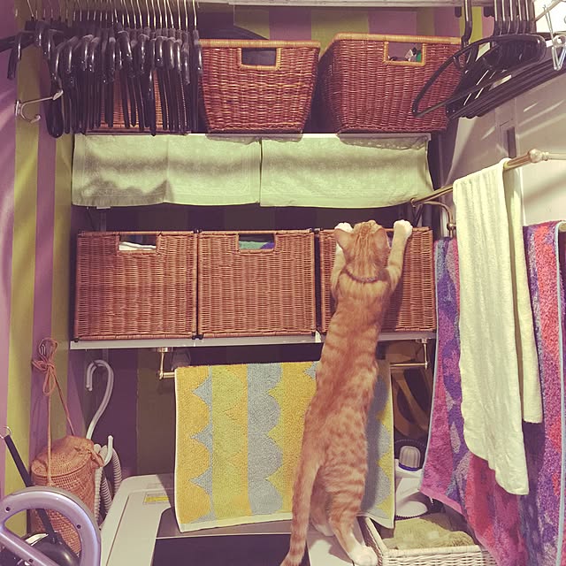 kimishigureさんの実例写真