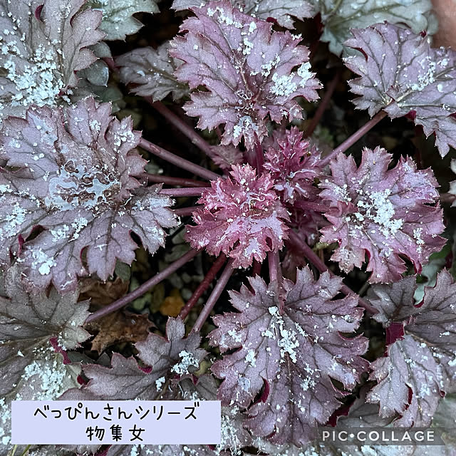 buchiさんの実例写真