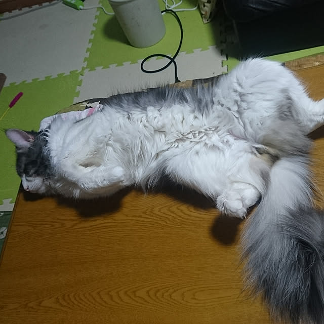 shinobuさんの実例写真